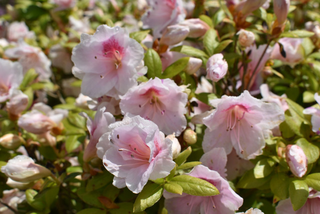 鳳凰殿（ほうおうでん）